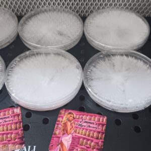 Star Bundle (6 Plates)