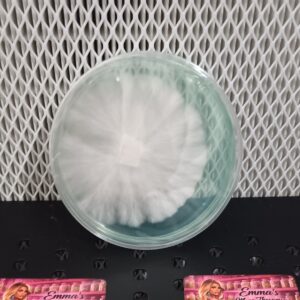 Orissa India Research Plate