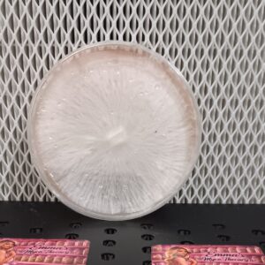 Quetzal Coatal Research Plate