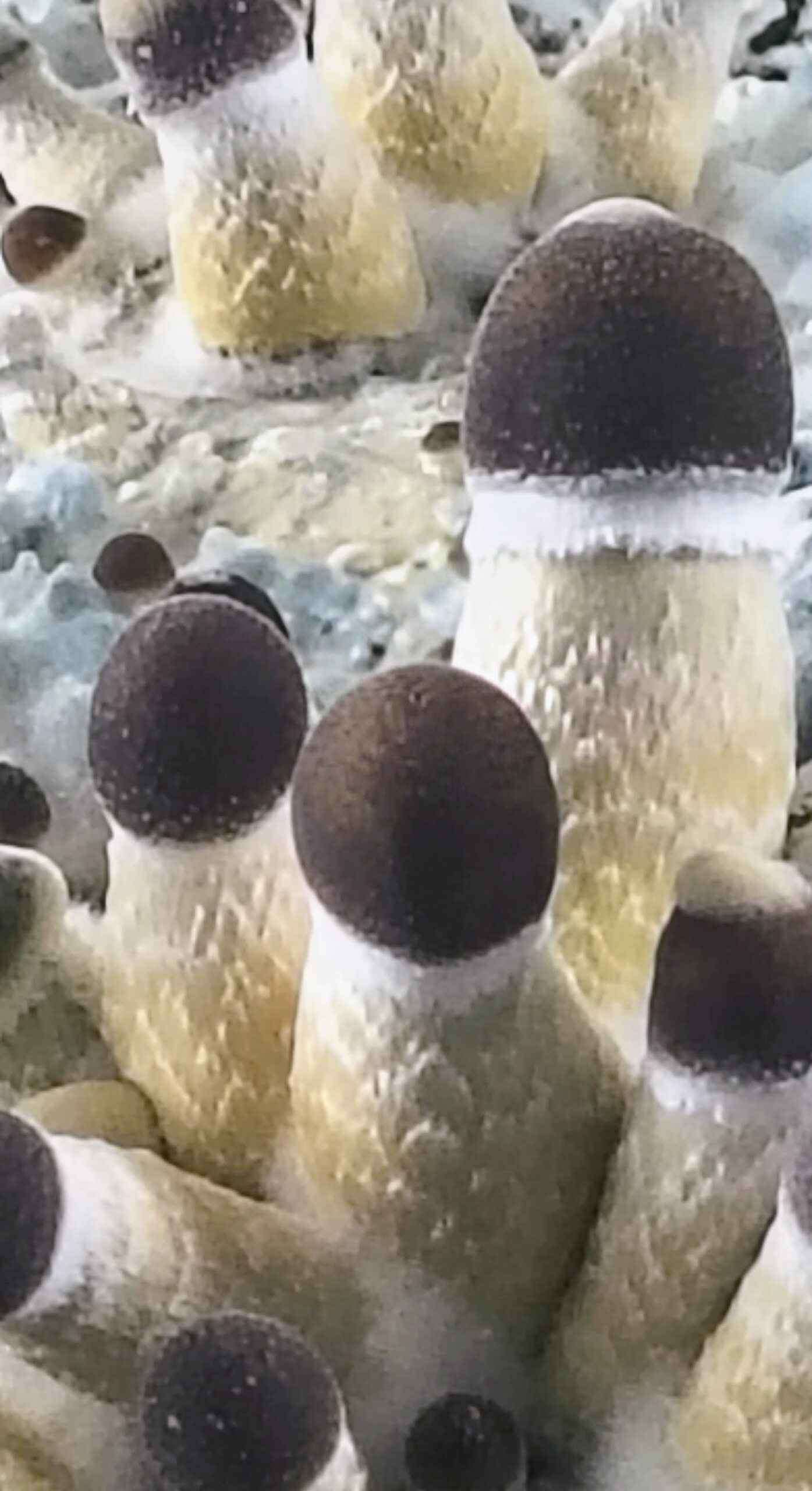 Malabar Coast Research Plate - Image 2