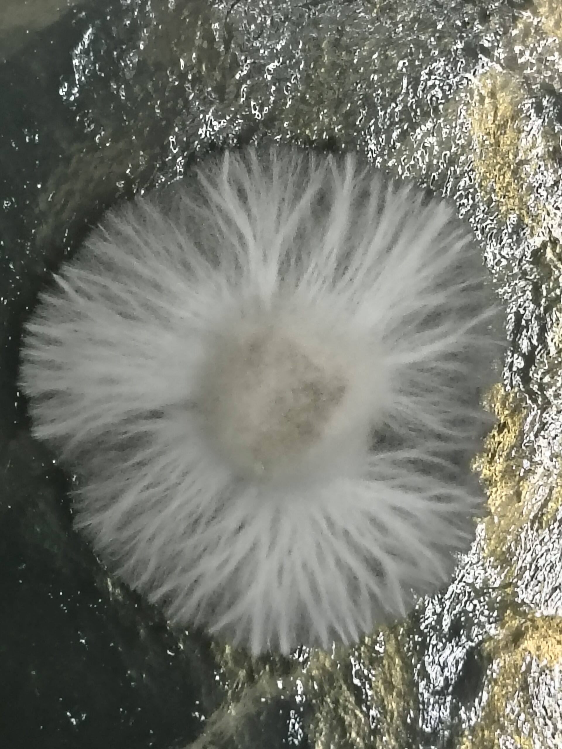 Huatla Research Plate - Image 2