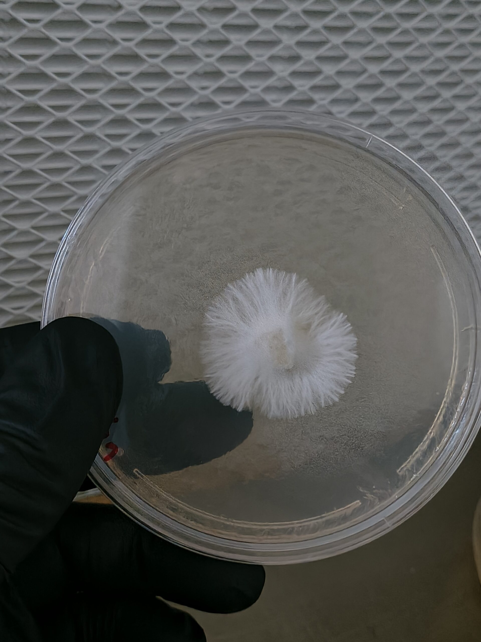 Huatla Research Plate