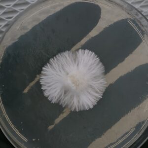 Orissa India Research Plate