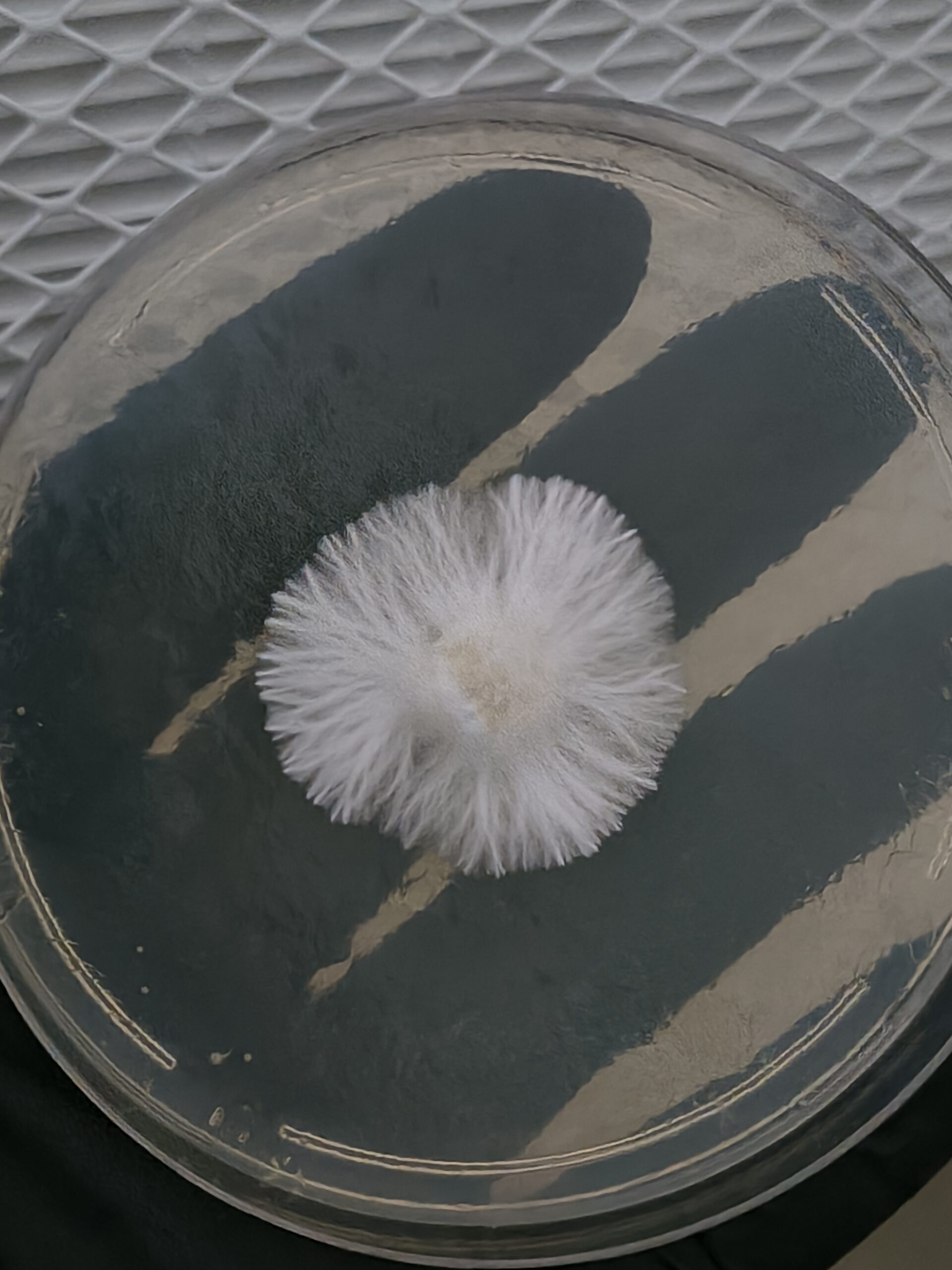 Huatla Research Plate - Image 3