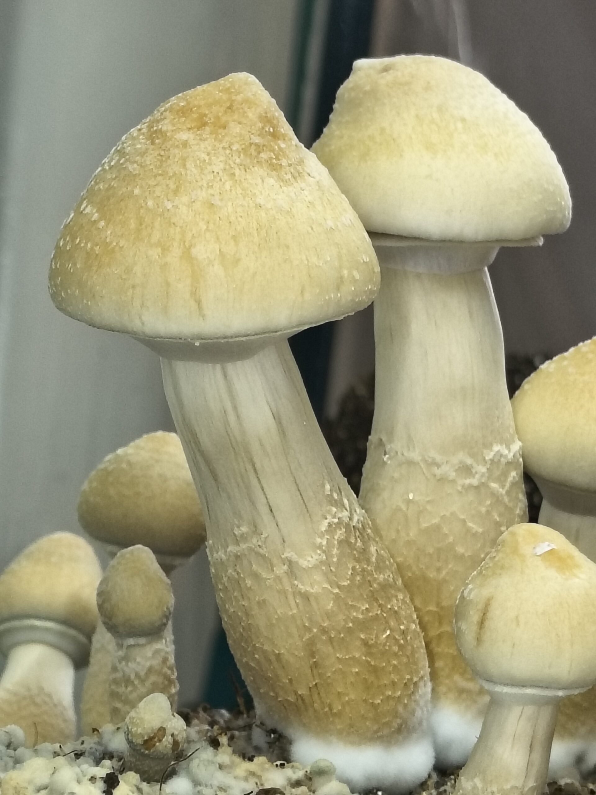 White Rabbit Research Swab - Image 2