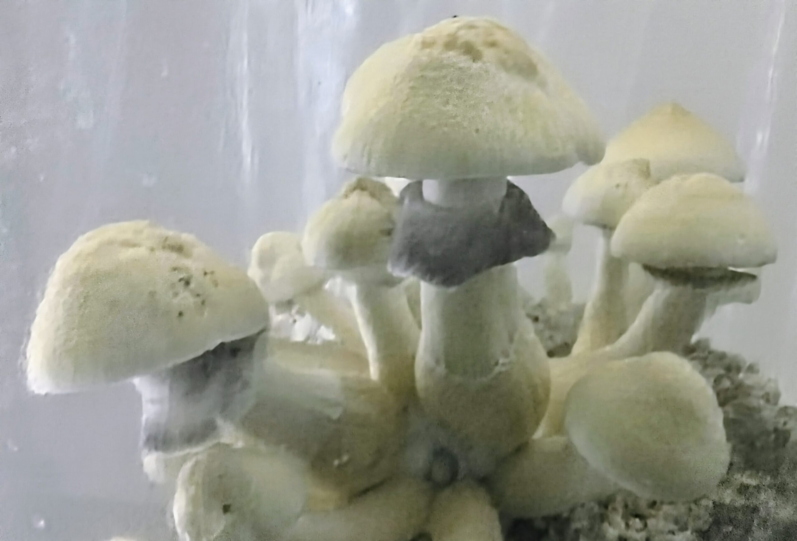 White Rabbit Research Swab - Image 3