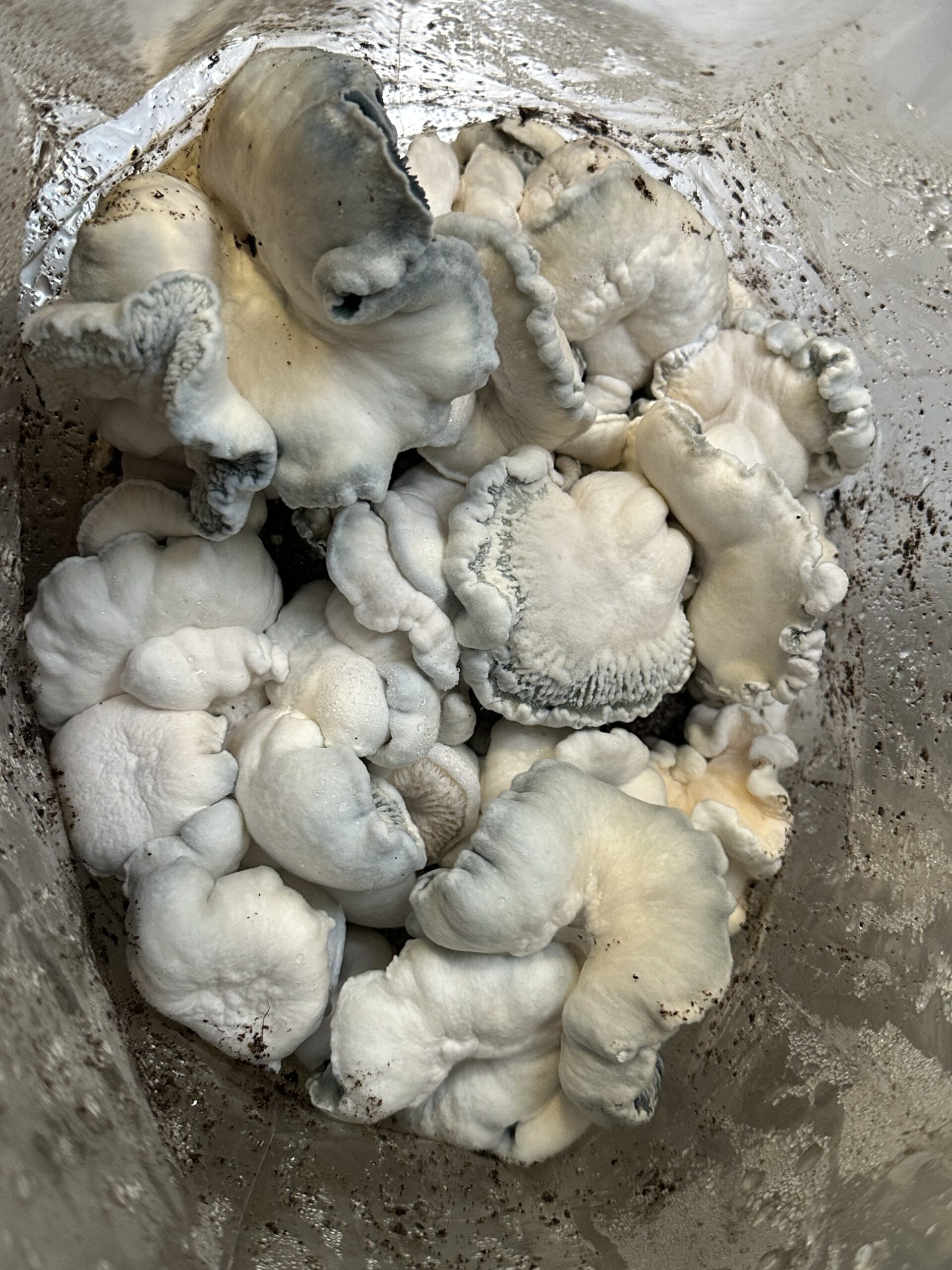 Shakti Uncut Research Plate 100mm - Image 2