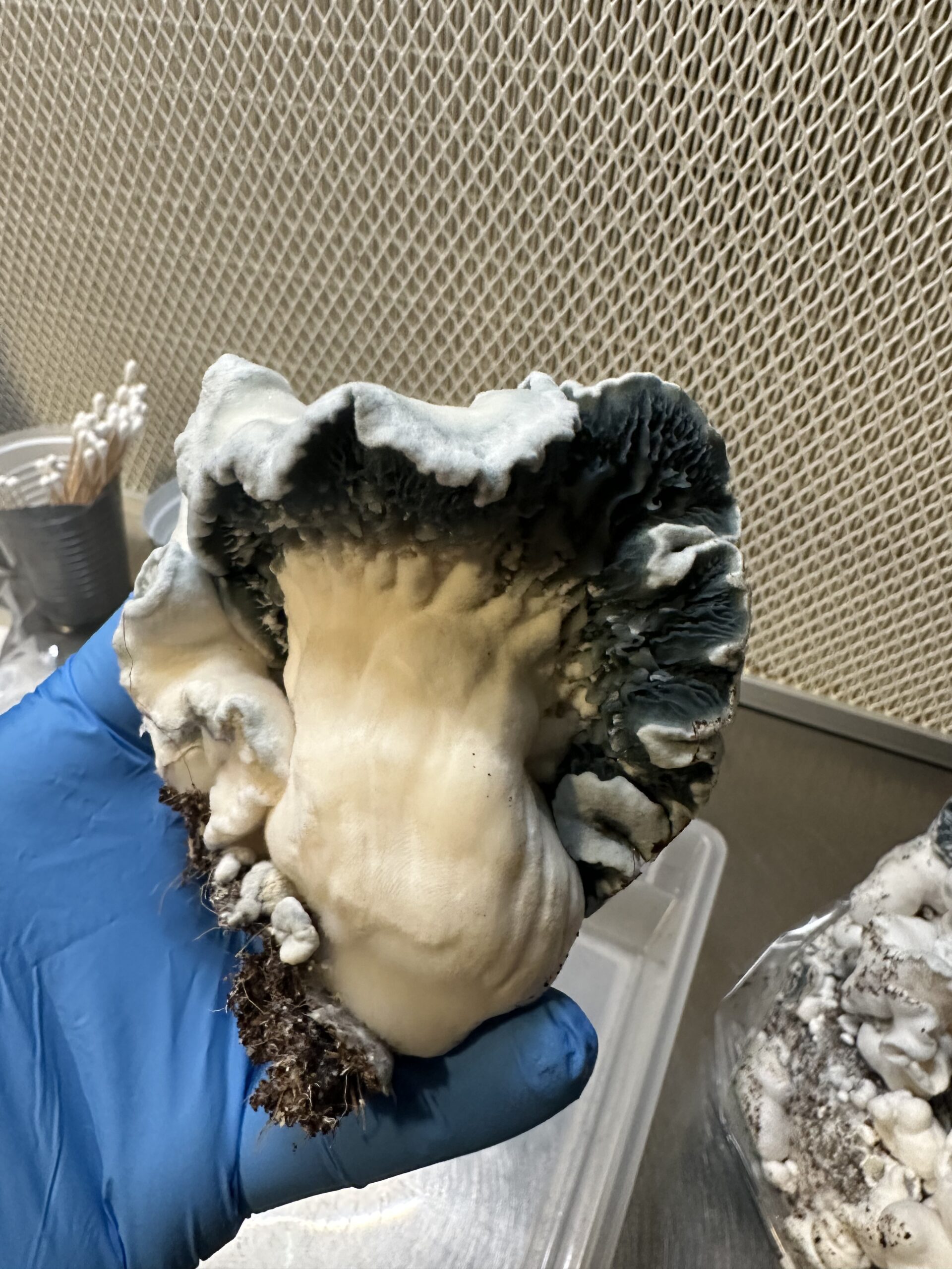 Shakti Uncut Research Plate 100mm - Image 3