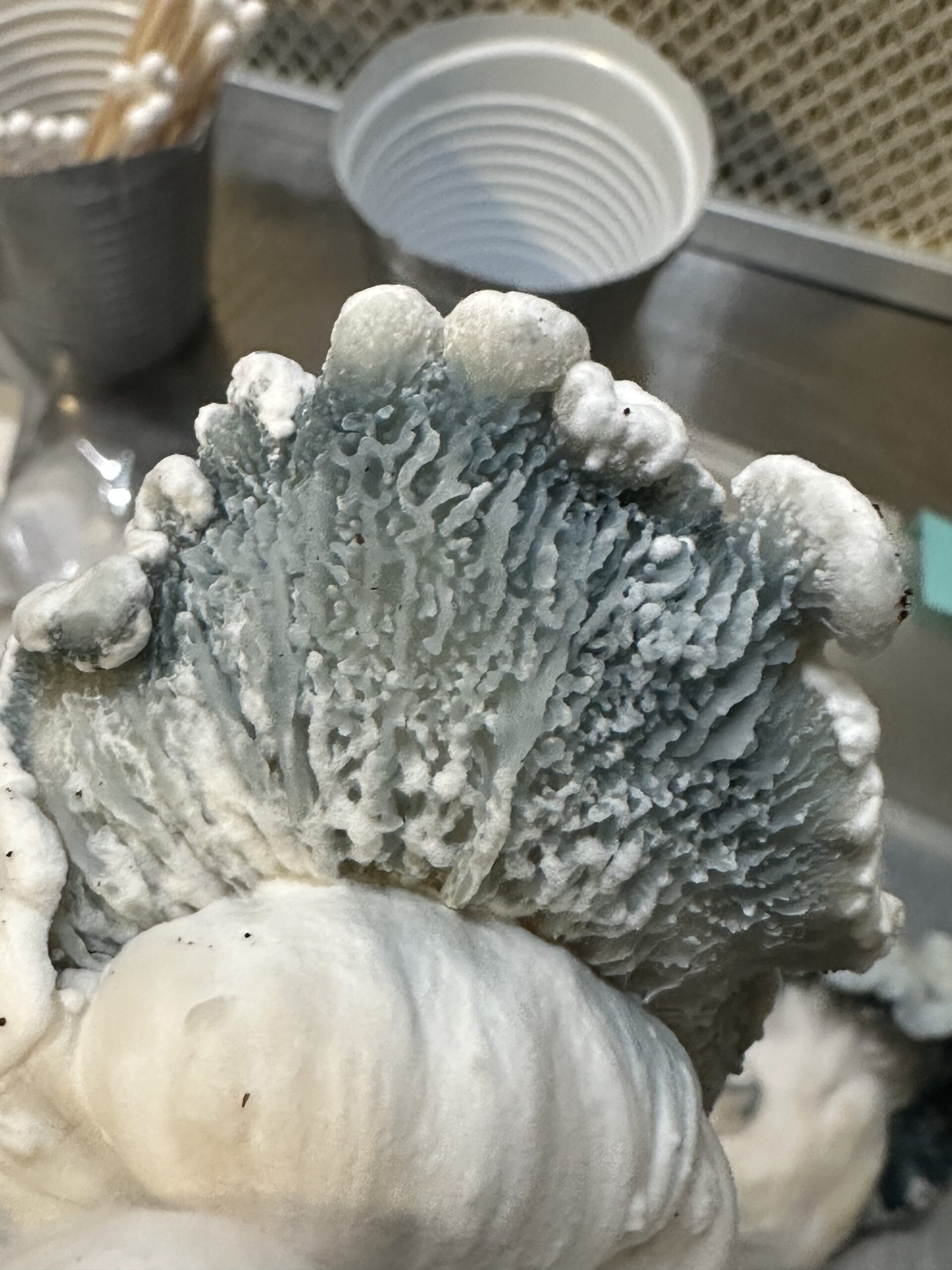 Shakti Uncut Research Plate 100mm - Image 4