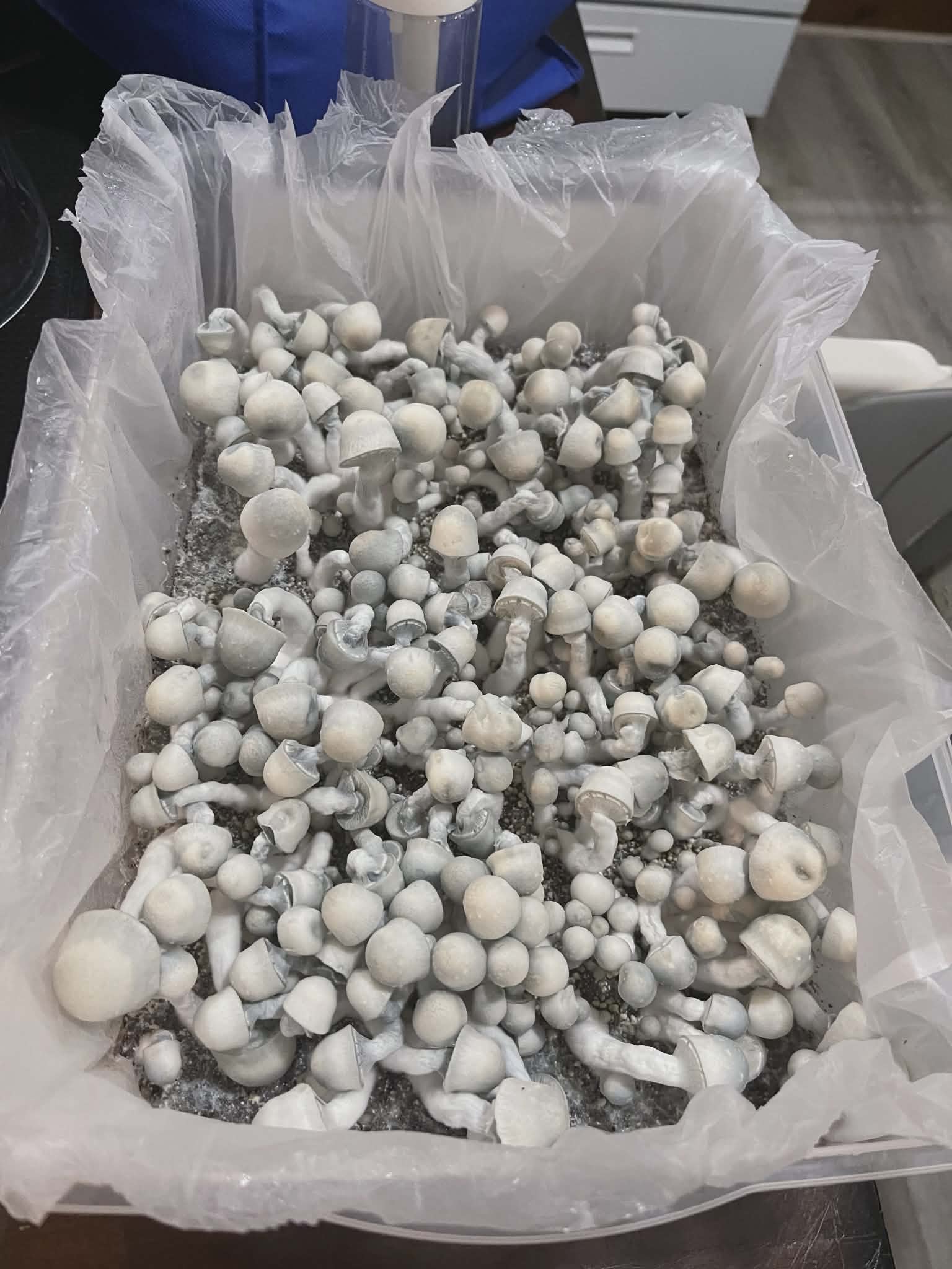 5 For 50 Research Syringe Bundle - Image 4