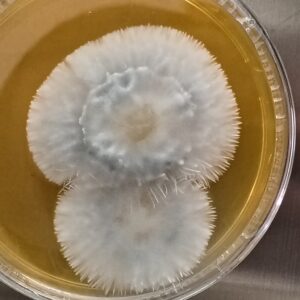 Winter Teacher (Psilocybe caeruleorhiza) Research Plate