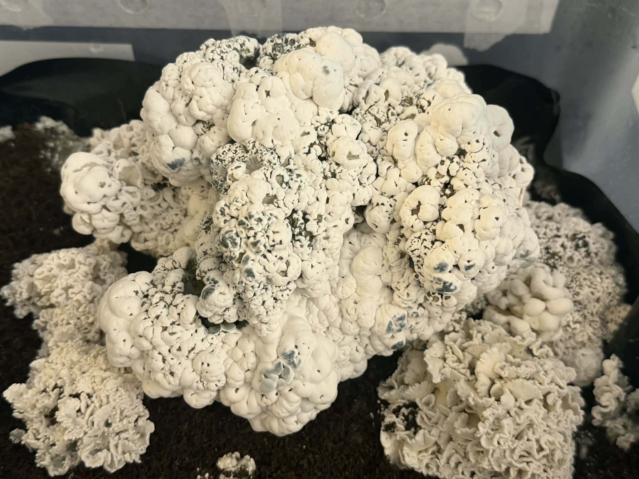 Greek Steel Research Plate - Image 4