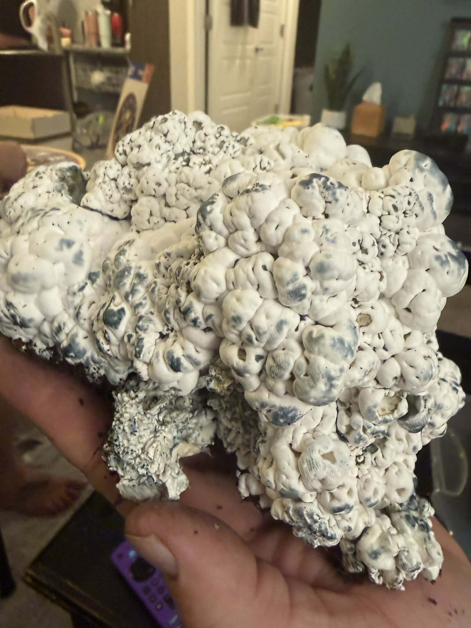 Greek Steel Research Plate - Image 3