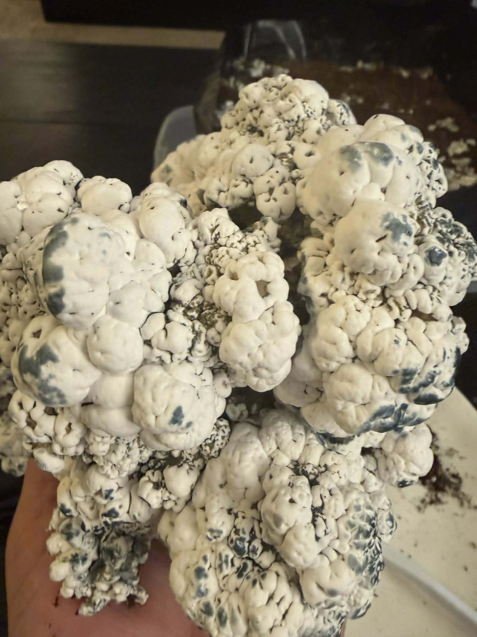 Greek Steel Research Plate - Image 2