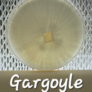 Gargoyle Research Plate