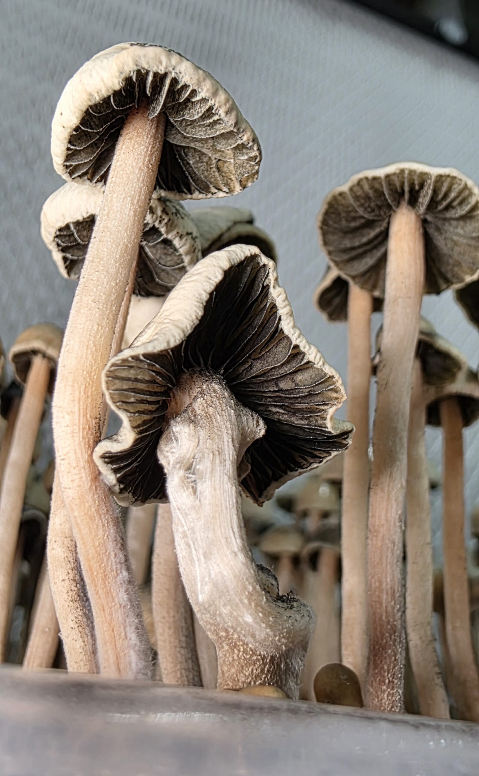 Panaeolus Cyanescens "Marco Island" Research Plate - Image 3