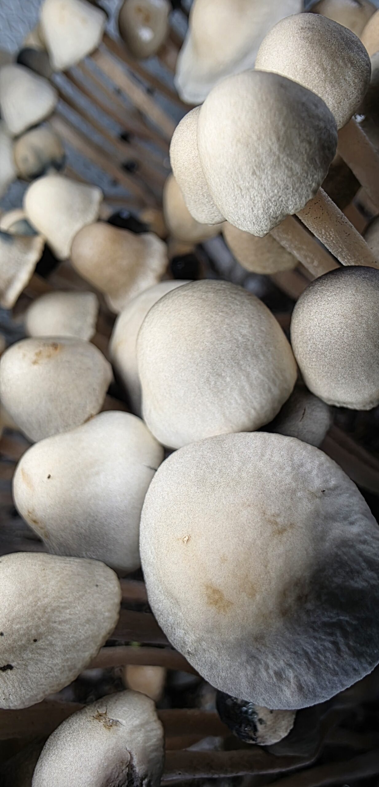 Panaeolus Cyanescens "Marco Island" Research Plate - Image 5