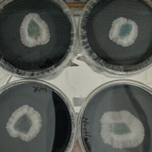 4 Pack Fungal Forged Research Plates