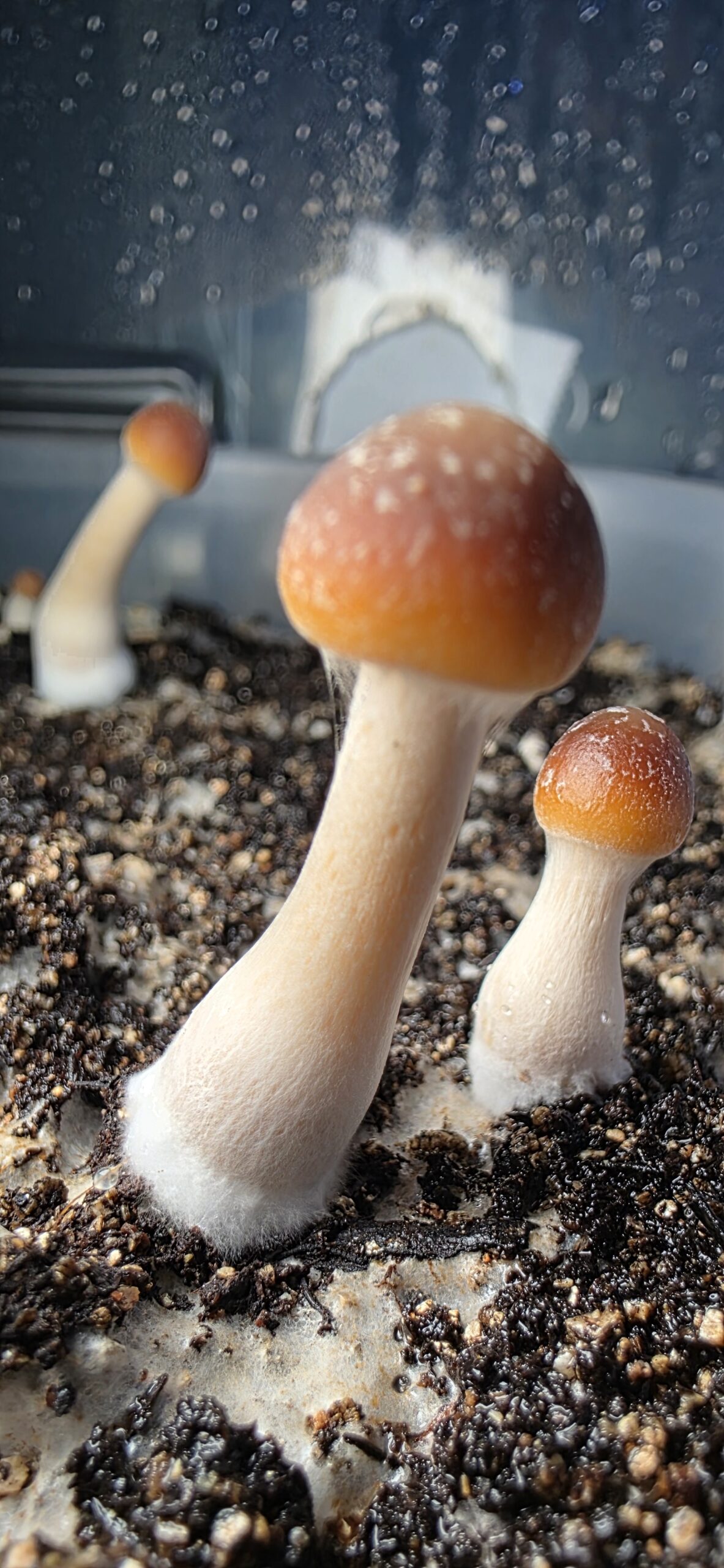 Psilocybe Caerulescens "La Montana" Research Plate - Image 4