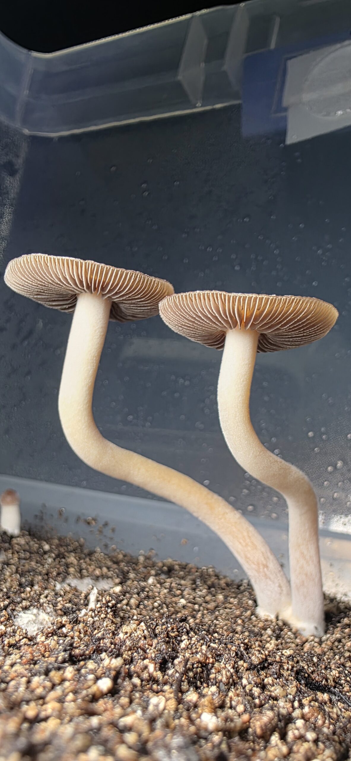 Psilocybe Caerulescens "La Montana" Research Plate - Image 3