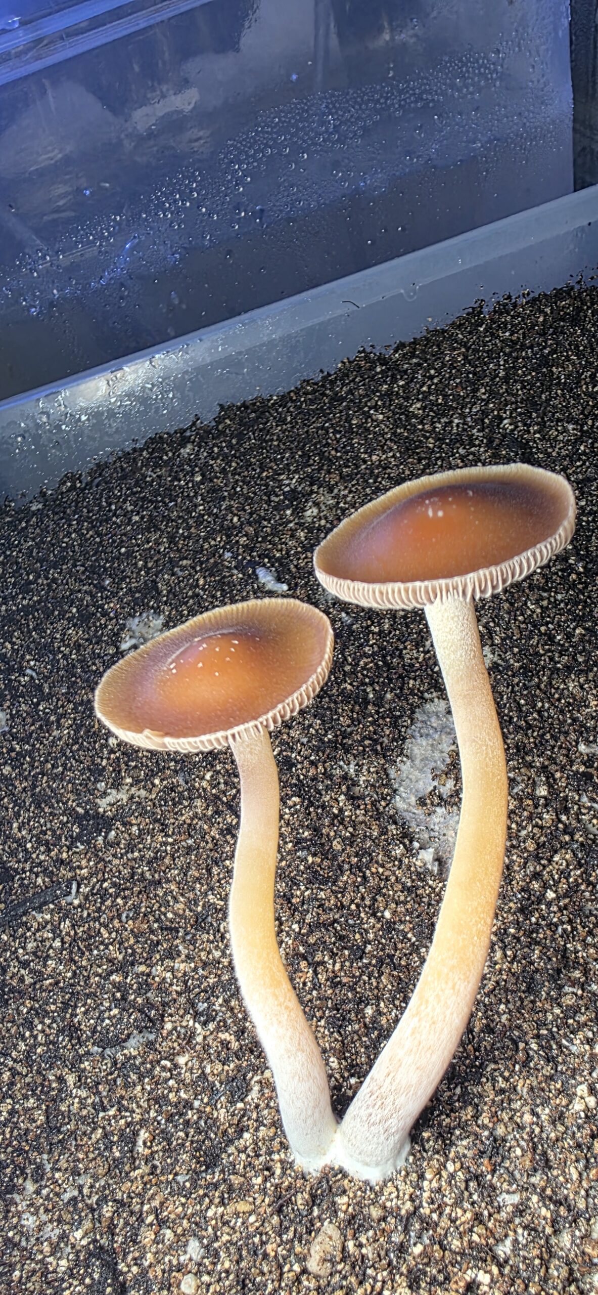 Psilocybe Caerulescens "La Montana" Research Plate - Image 2