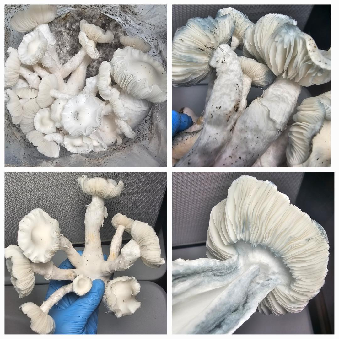 Albino DC Mak Research Syringe - Image 2
