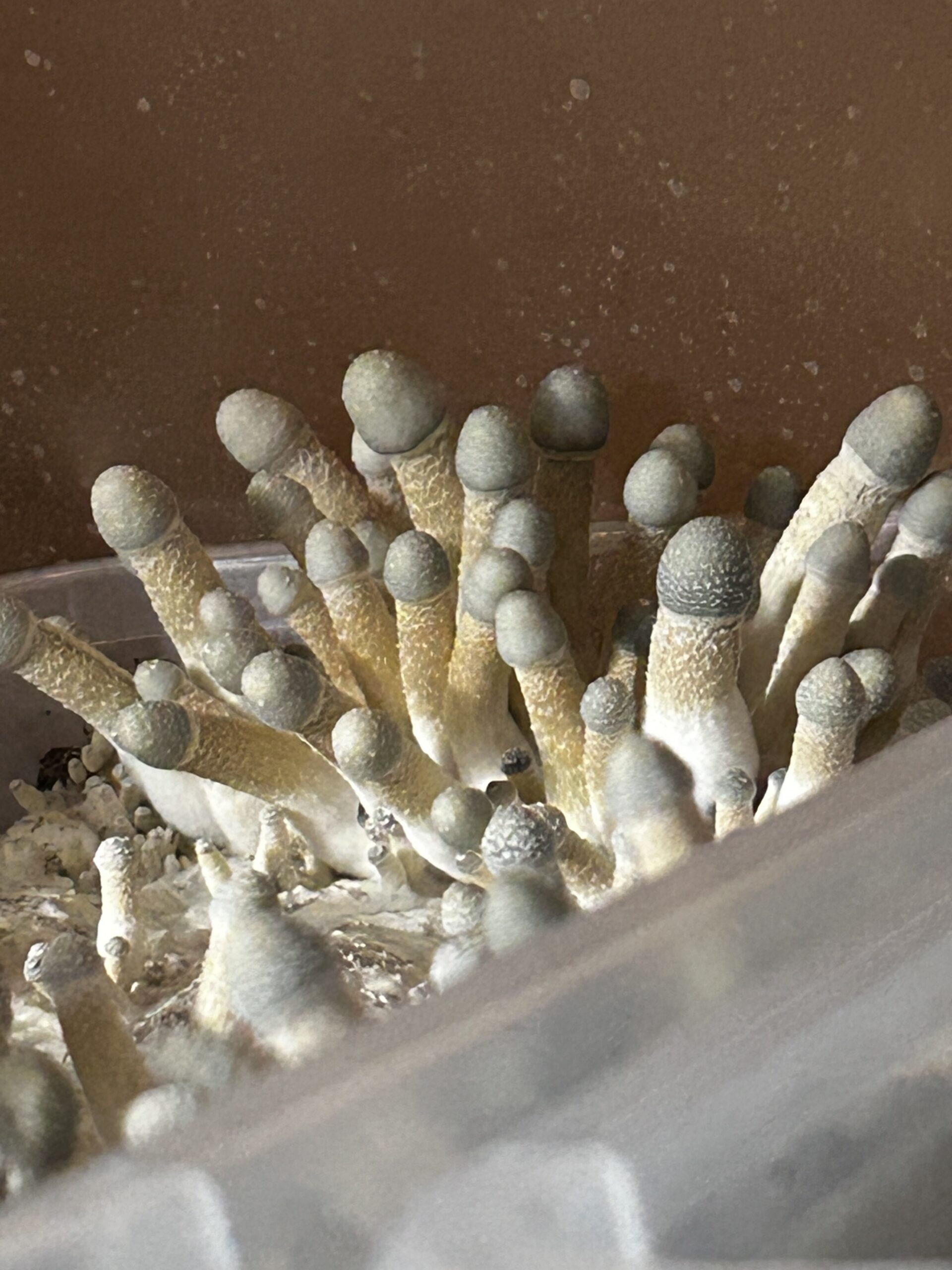 Kikko Crash Swab Set - Image 2
