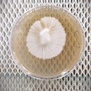 Yeti Research Plate - 100mm