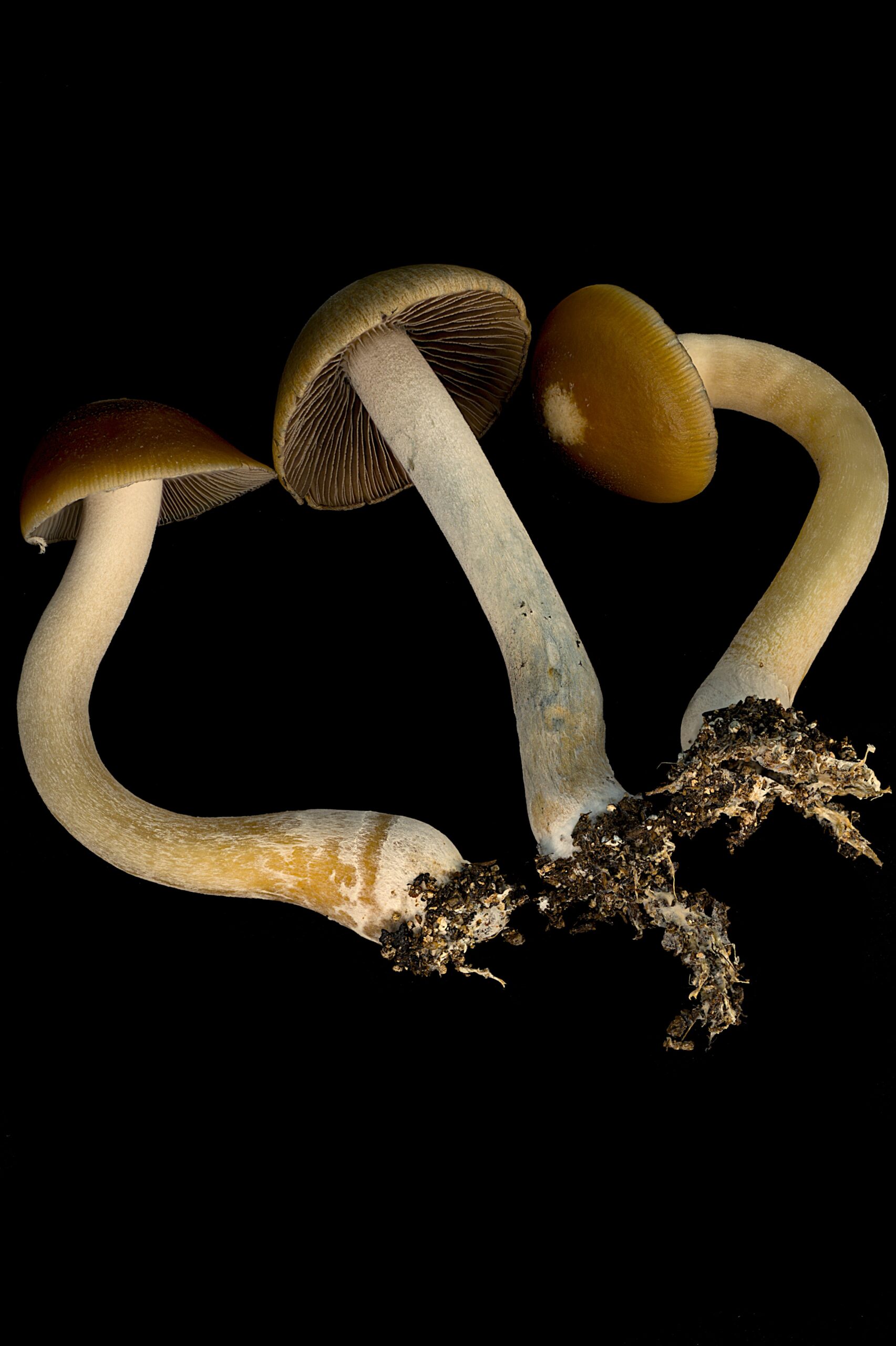 Psilocybe Caerulescens "La Montana" Research Plate - Image 5