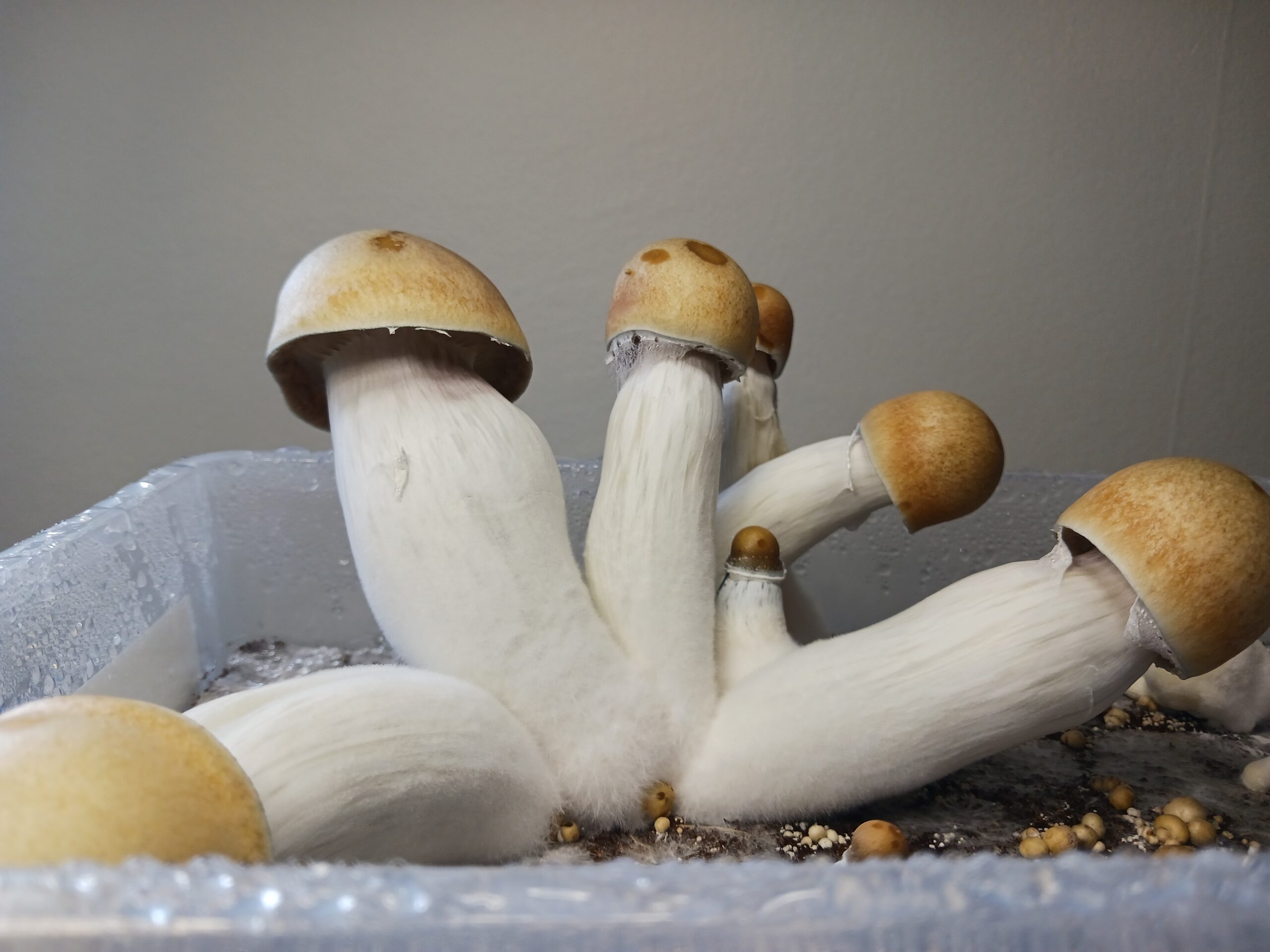 Penis Envy Spore Swabs - Image 4