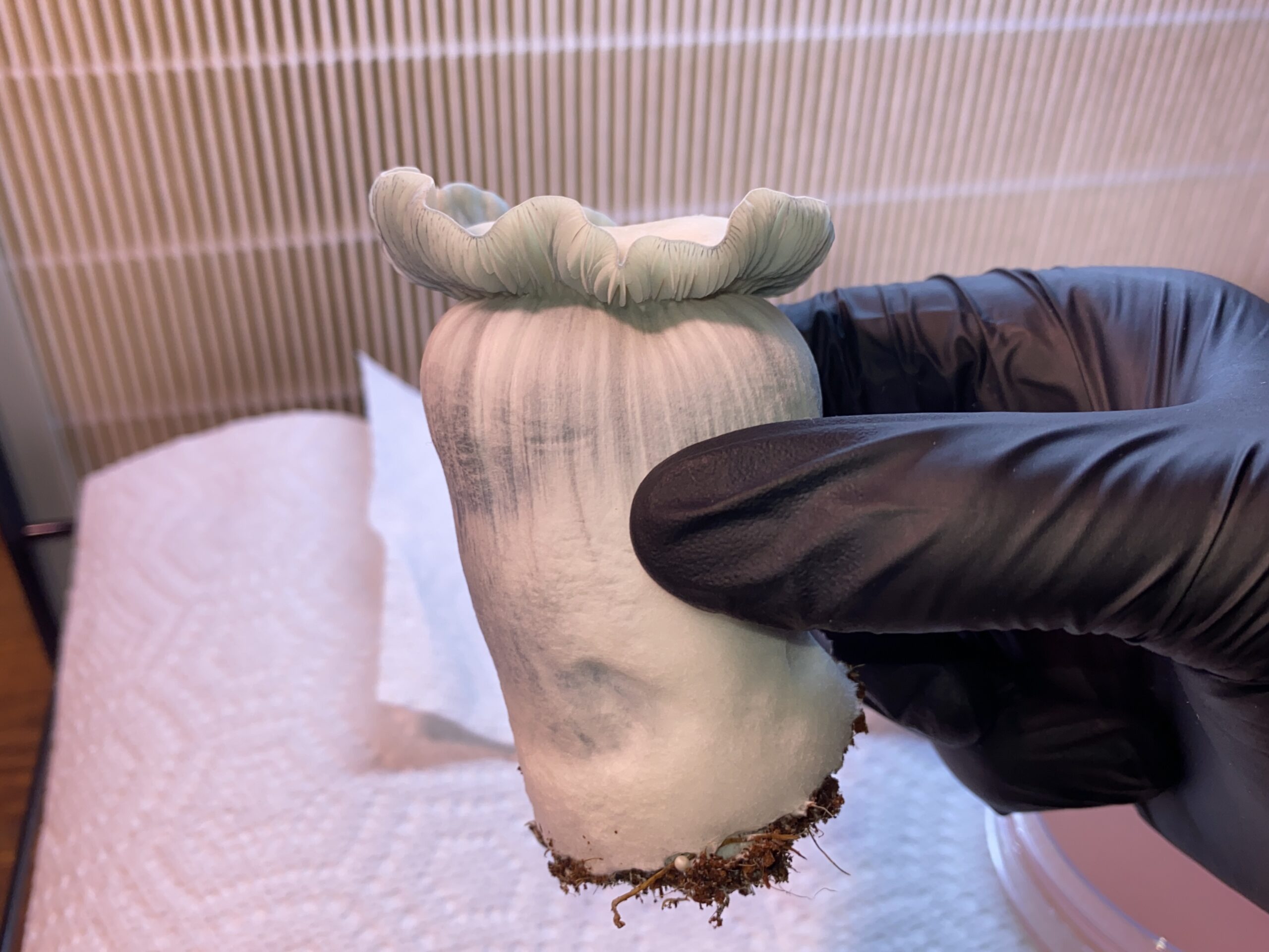 Albino Kong Research Plate - Image 4