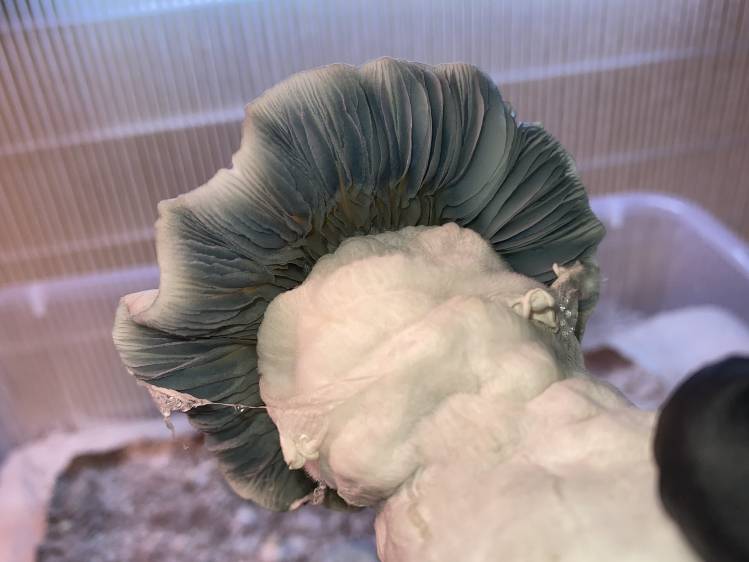 Albino Kong Research Plate - Image 3