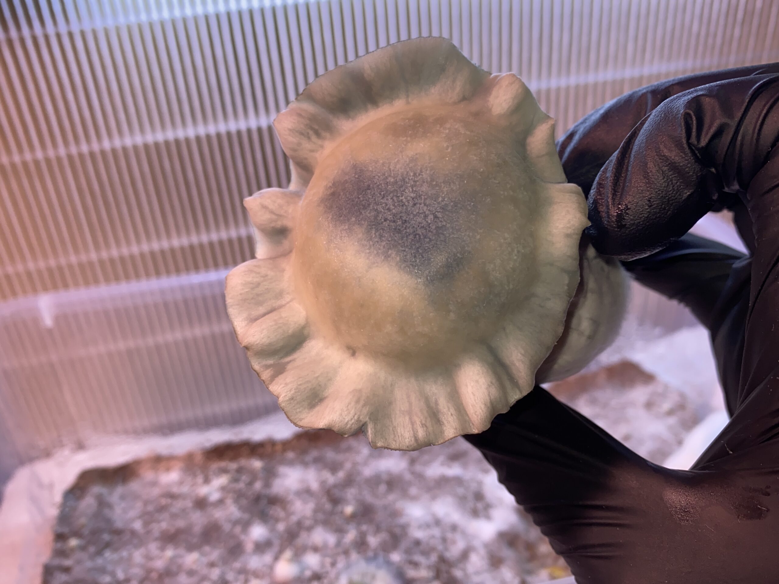 Albino Kong Research Plate - Image 2