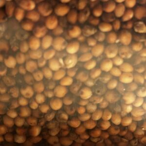 1.5lbs Milo Grain Spawn