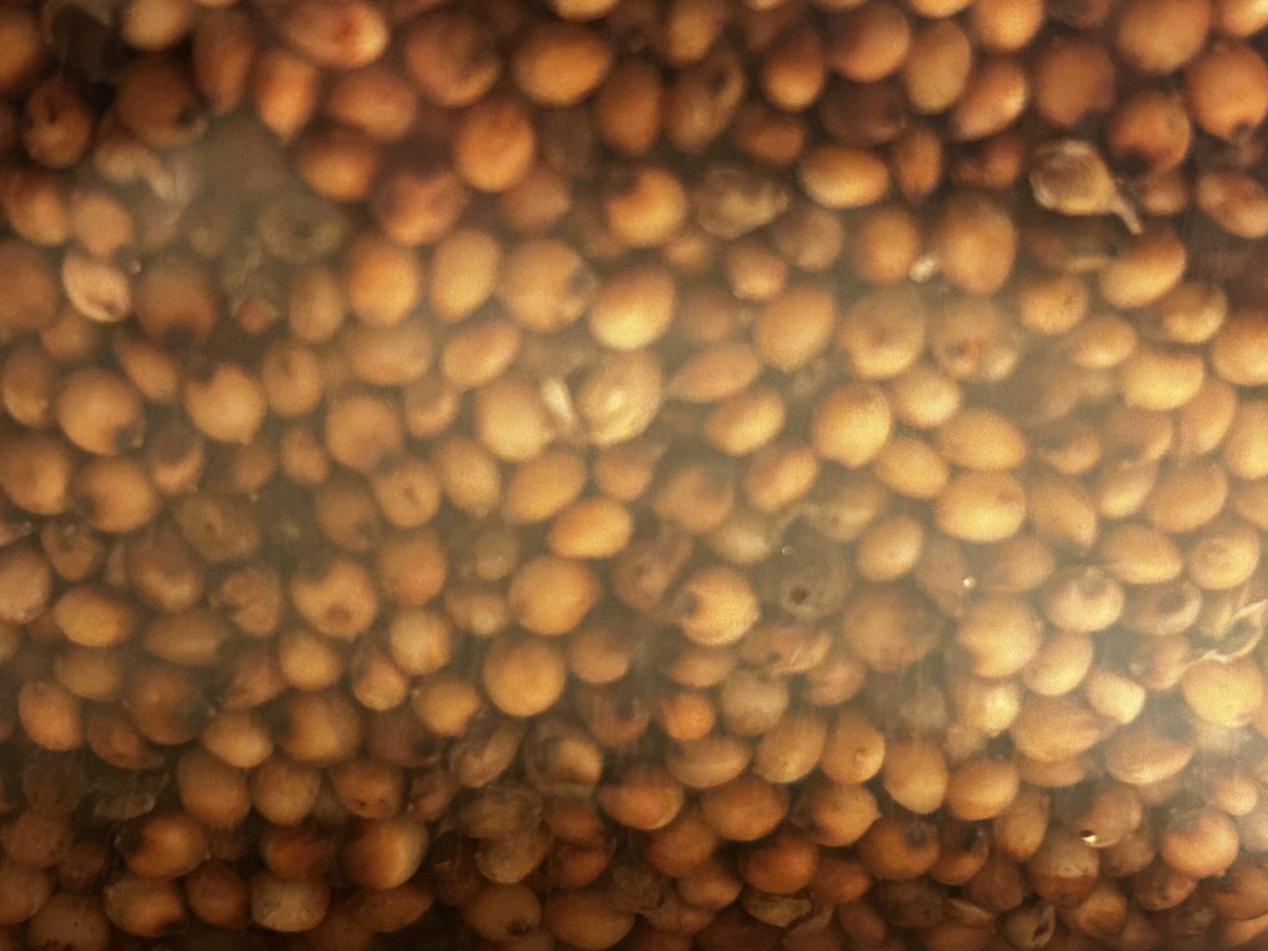 1.5lbs Milo Grain Spawn