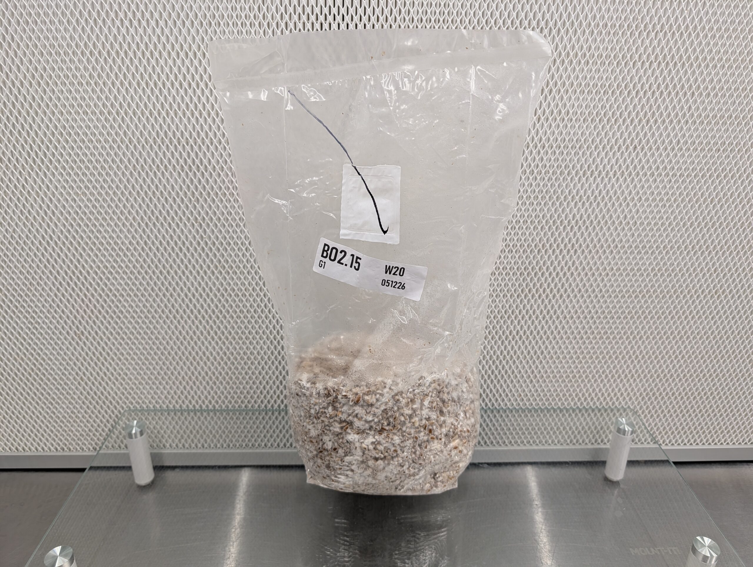 3lb Master PoHu Oyster Grain Spawn - Commercial Strain