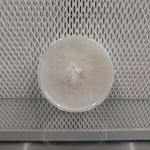 Pioppino Agar Plate 100mm - Commercial Strain
