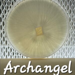 Archangel Research Plate