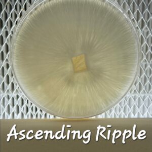 Ascending Ripple Research Plate