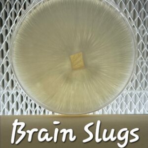 Brain Slugs Research Plate
