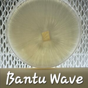 Bantu Wave Research Plate