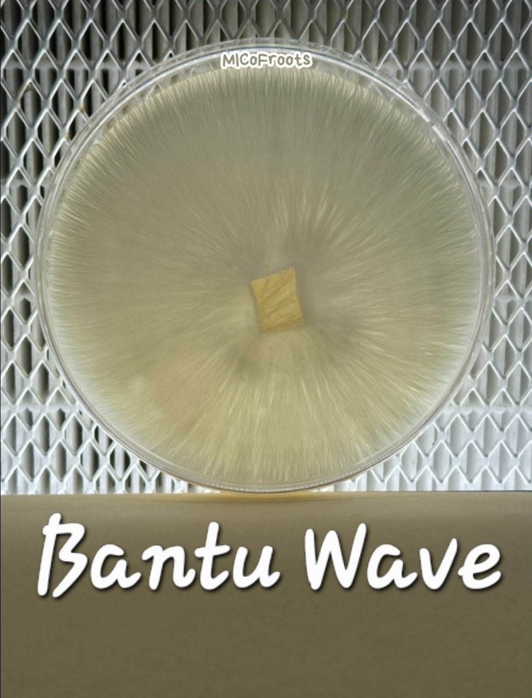 Bantu Wave Research Plate
