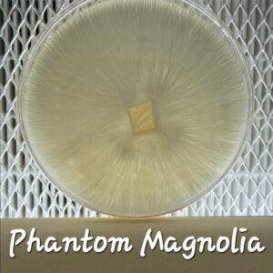 Phantom Magnolia Research Plate