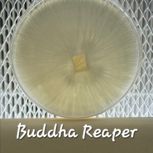 Buddha Reaper Research Plate