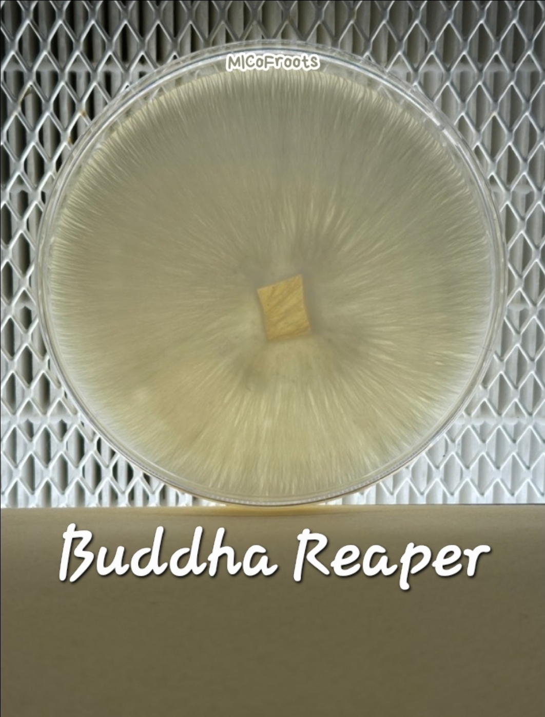 Buddha Reaper Research Plate