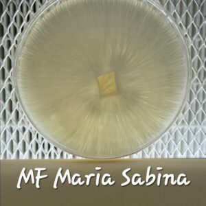 MF Maria Sabina Research Plate