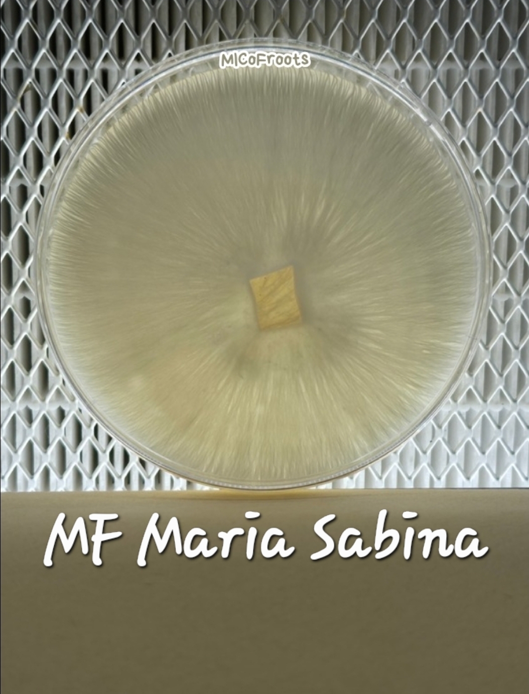 MF Maria Sabina Research Plate