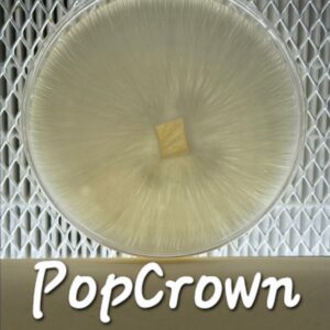 PopCrown Research Plate