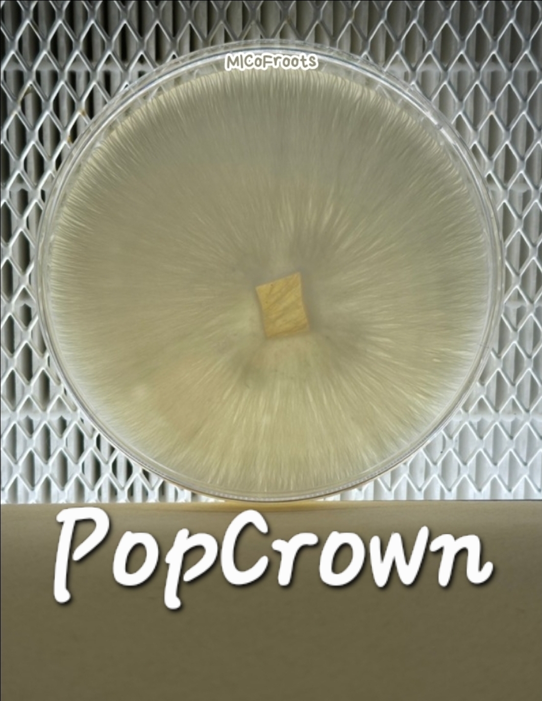 PopCrown Research Plate