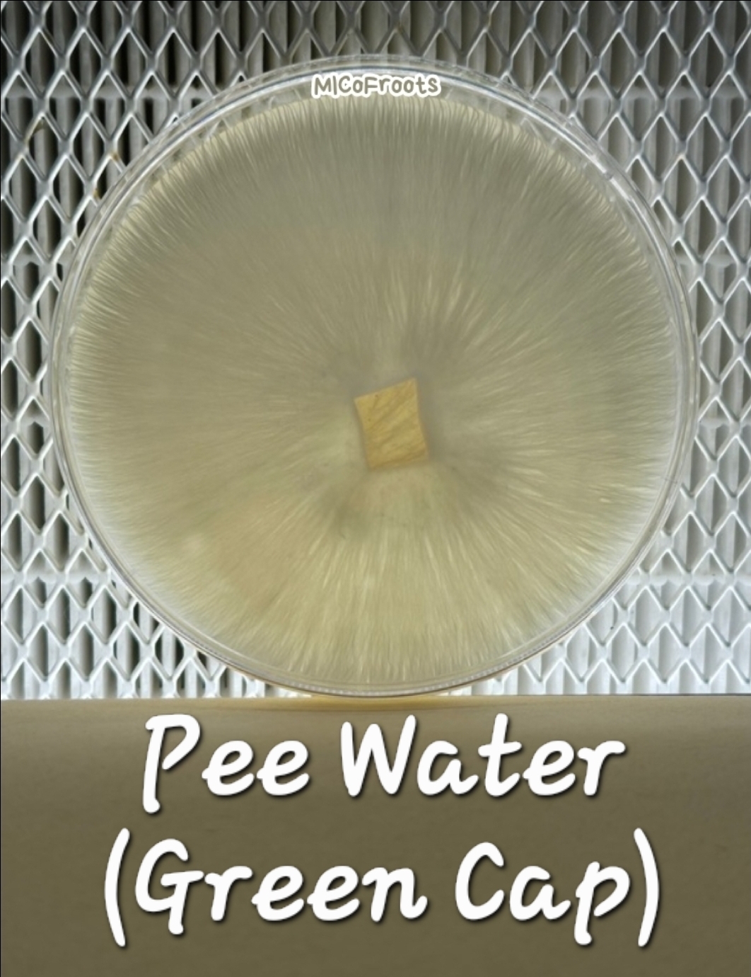 Pee Water Green Cap Research Plate